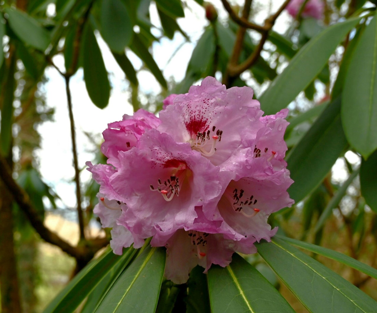 x geraldii